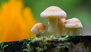 铭缘阁起名测名网